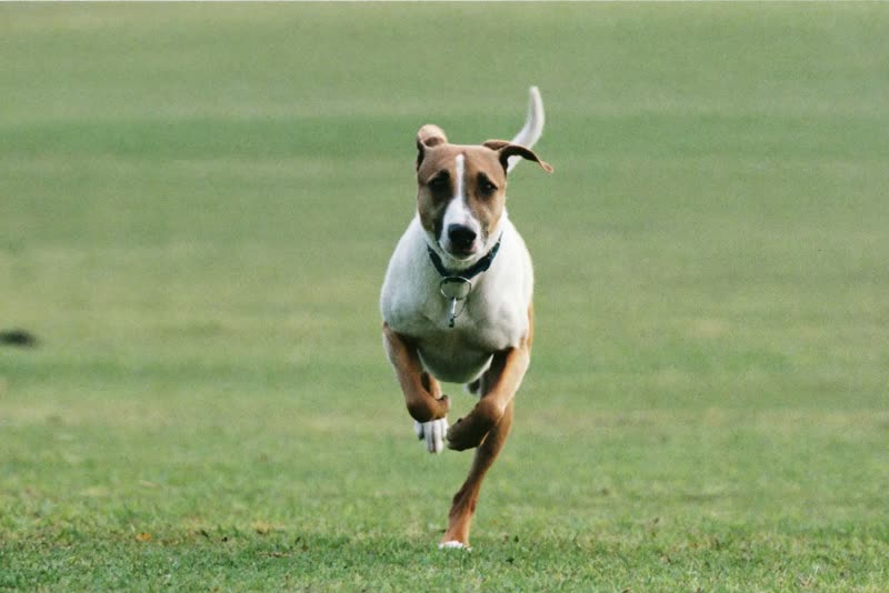 A dog running back on recall