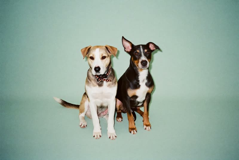 Two dogs sitting calmly side by side