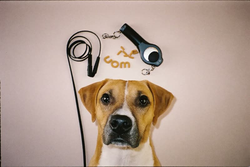 Training kit laid out: leads, a clicker and treats