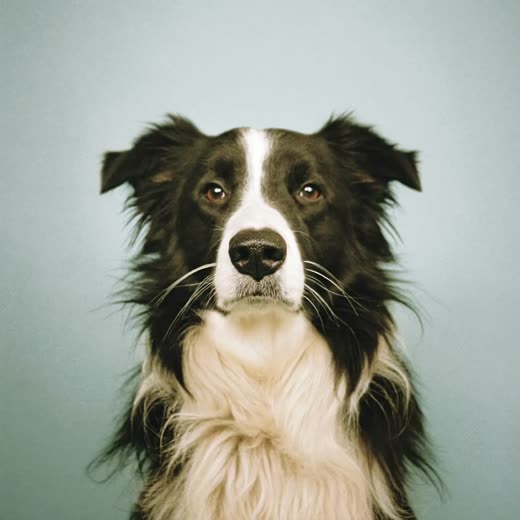 A collie holding a focused stay