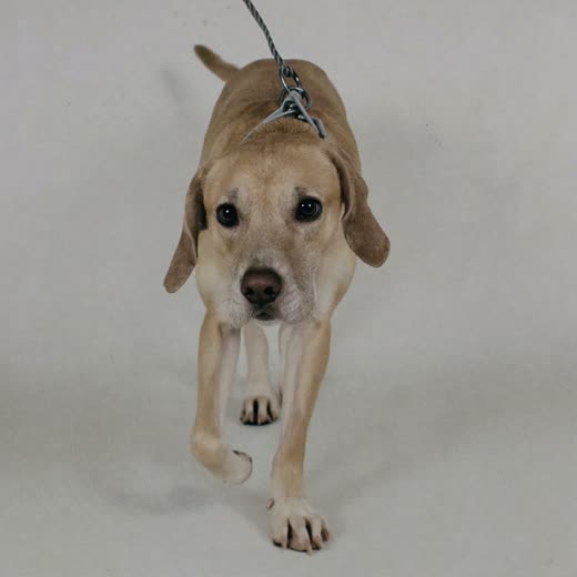 A dog walking on a loose lead