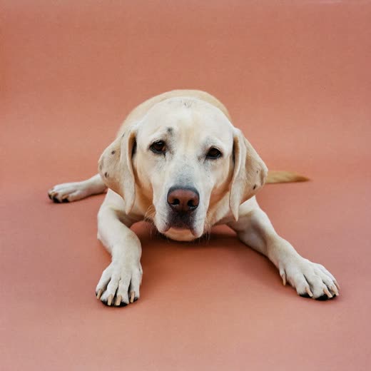 A settled, relaxed adult dog